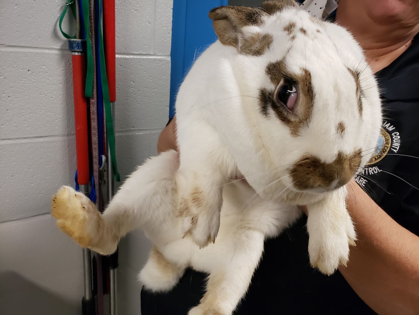 Photo_News_stray bunnies_2.jpg